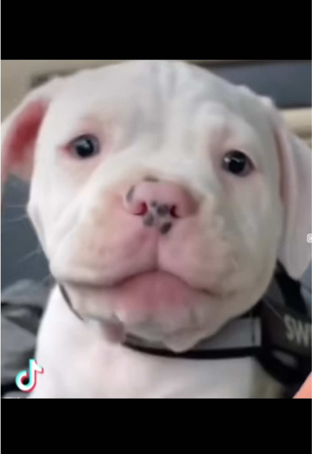 @daxter_the_bulldog