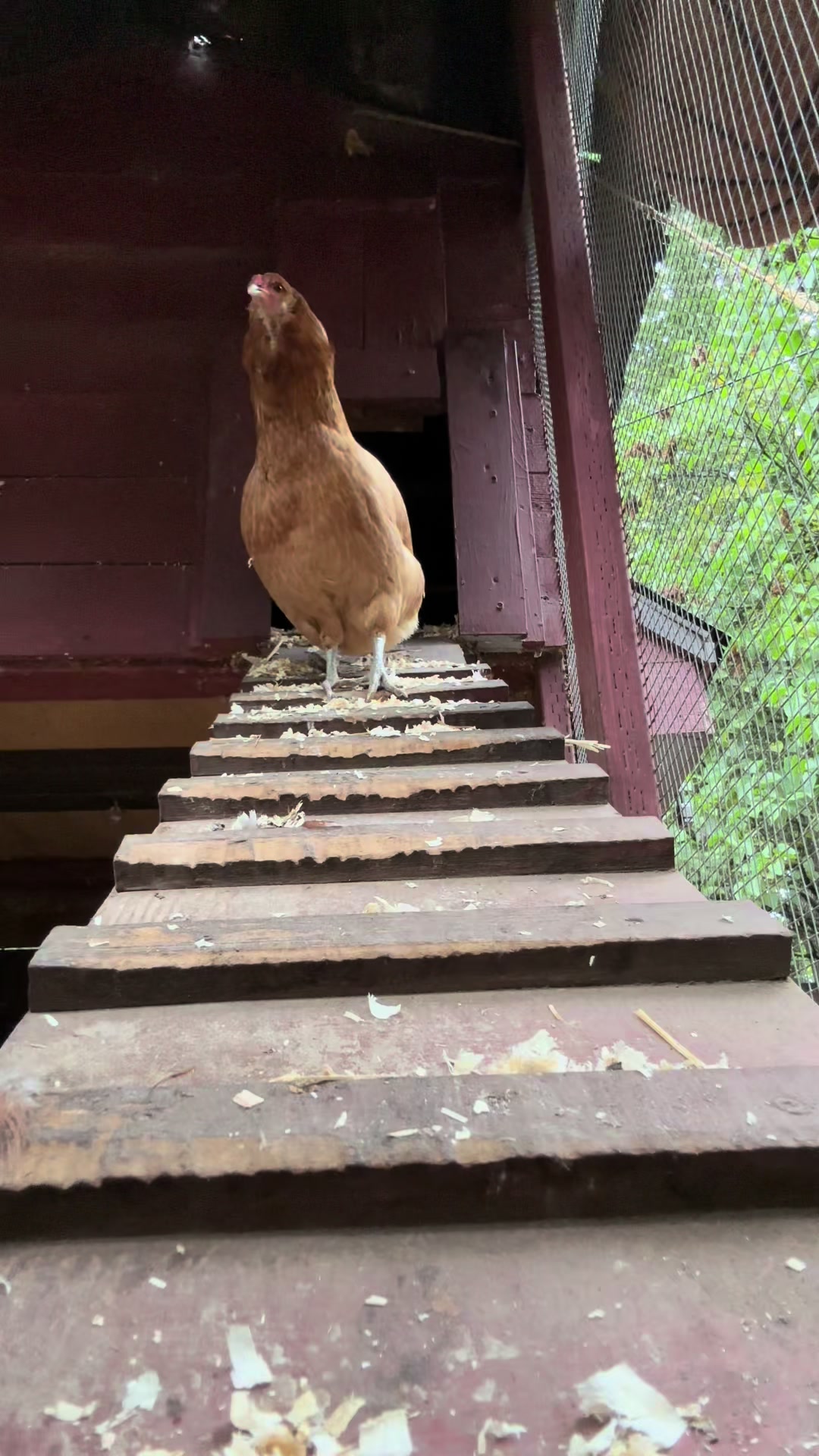 @FusterCluck Farm
