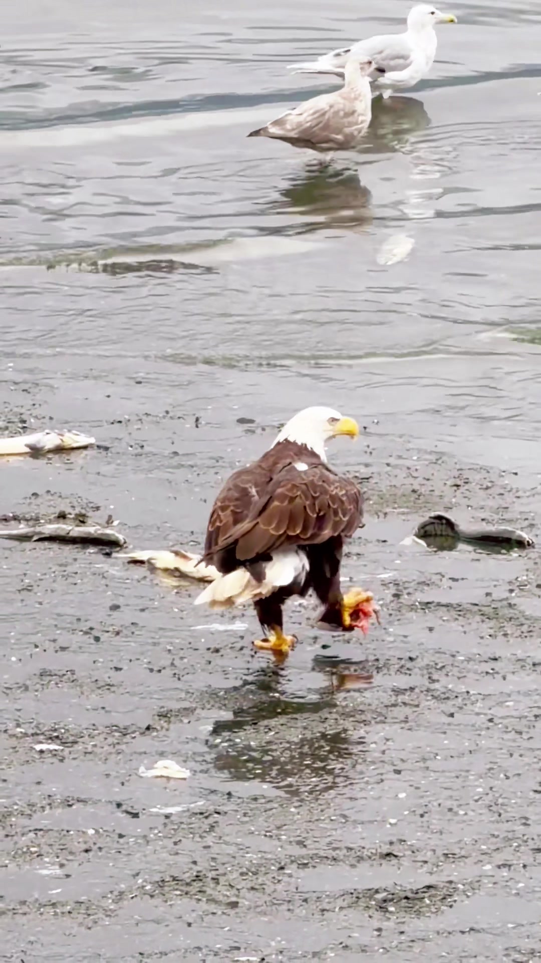 @USA Alaska життя навколо мене