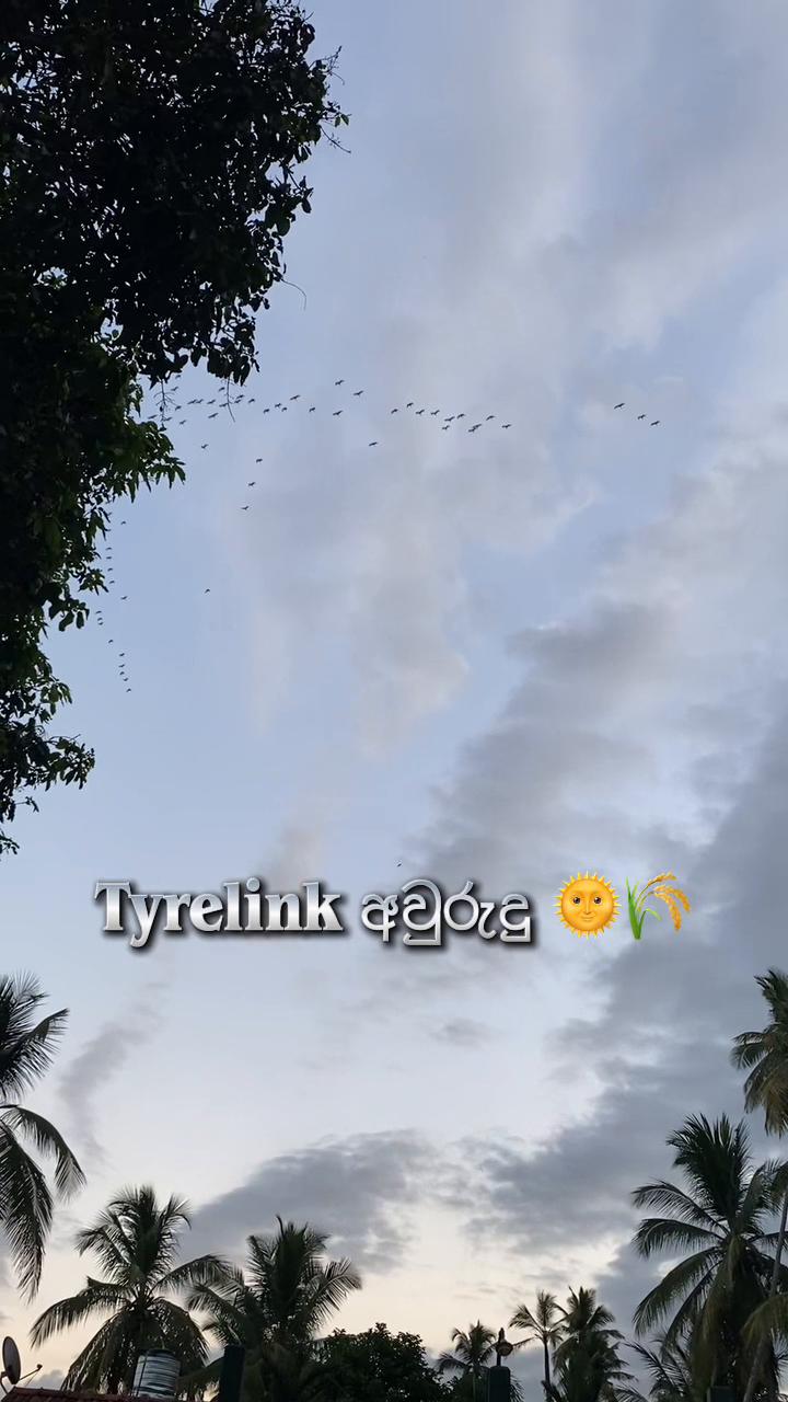 @Nimna ⚜️