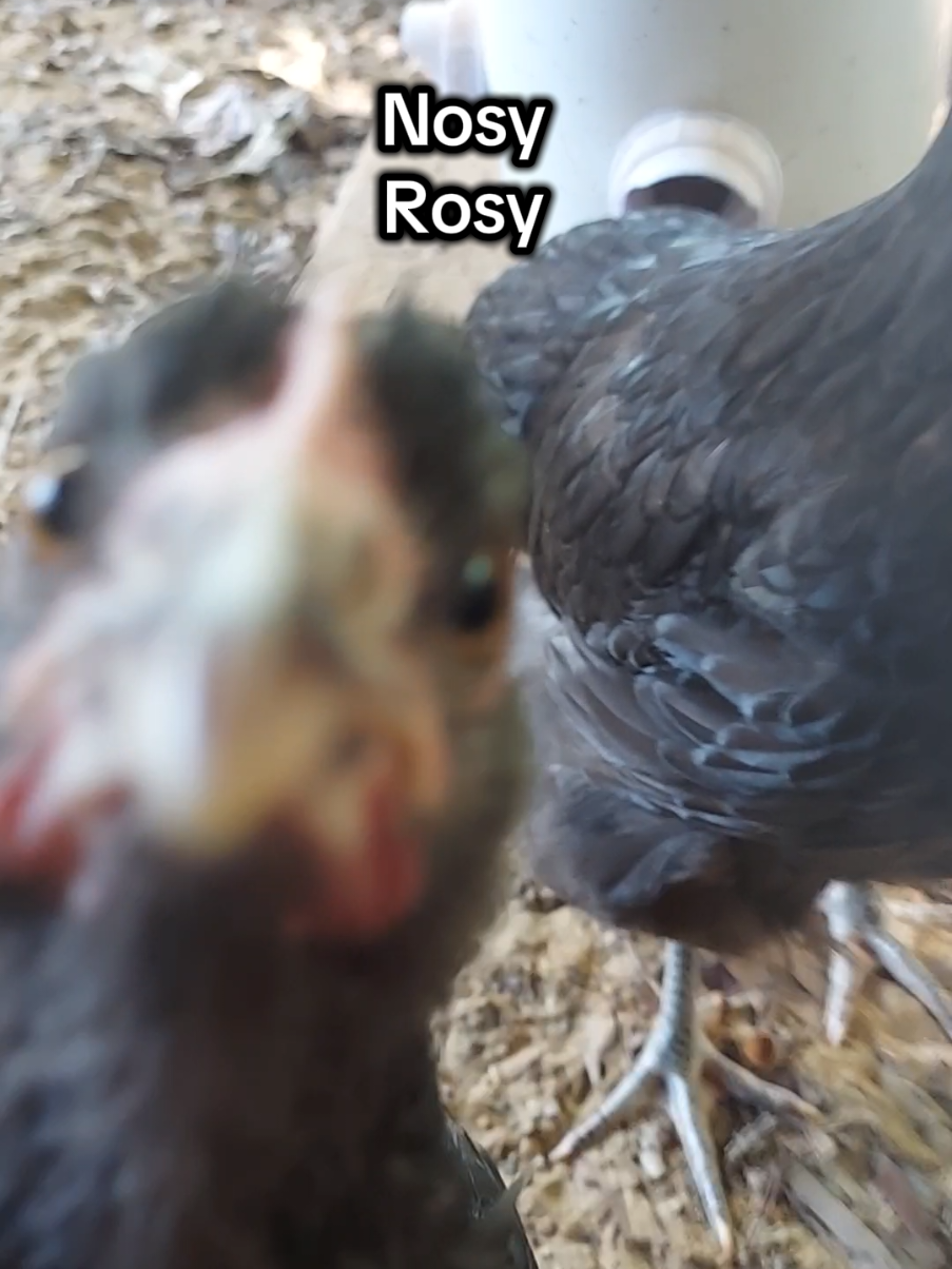 @rustyhippy