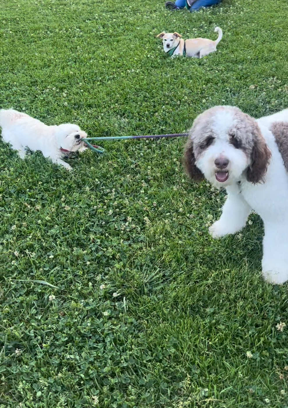@TheScooterPup