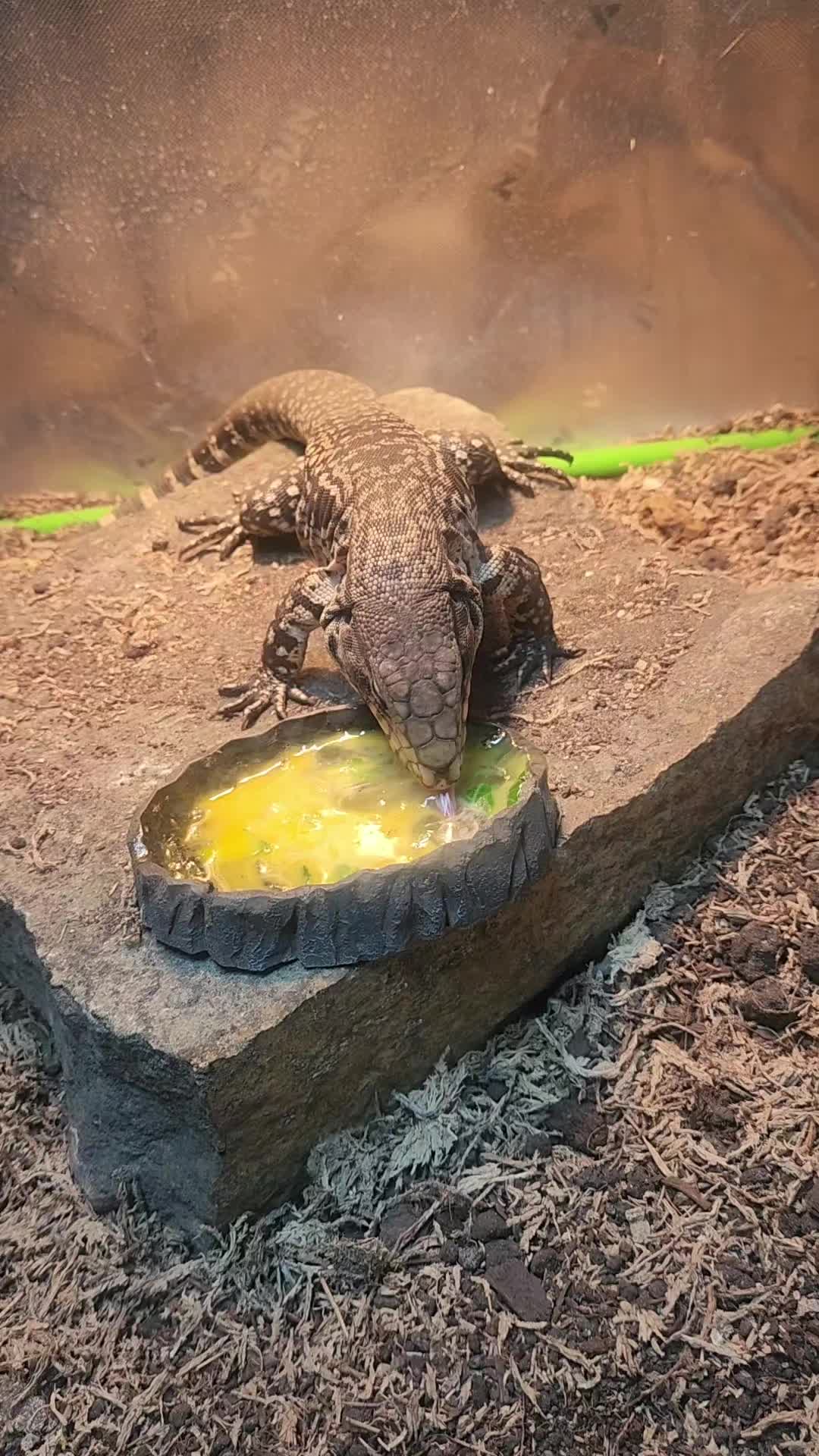 @Ballard&rsquo;s Reptiles