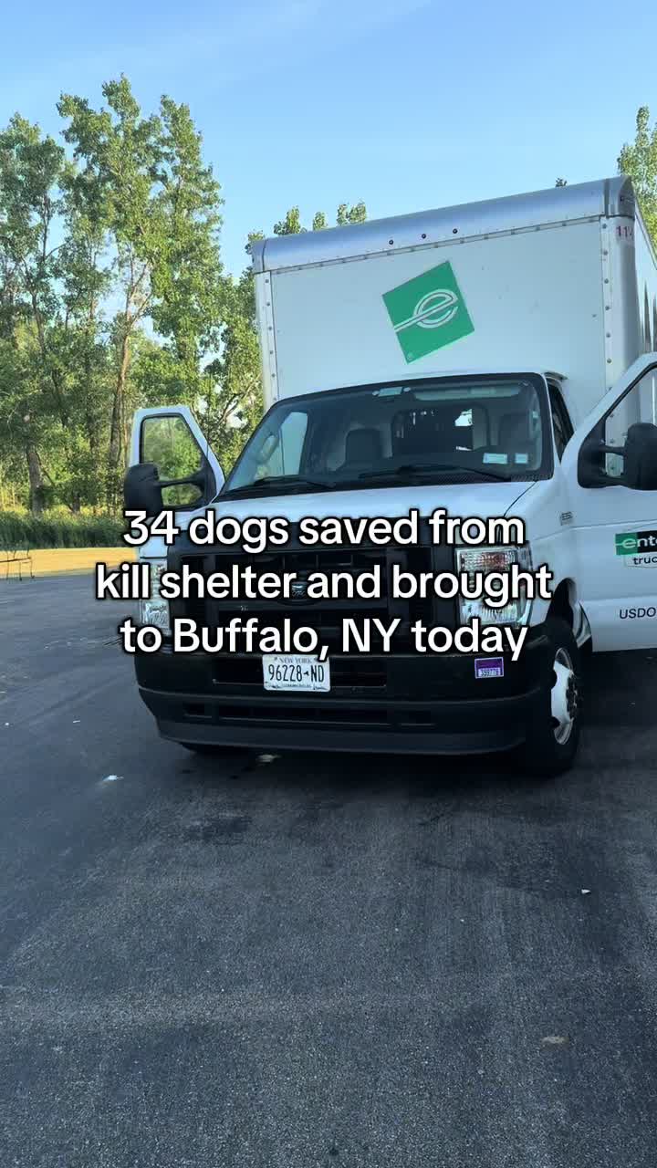 @Sweet Buffalo to the Rescue