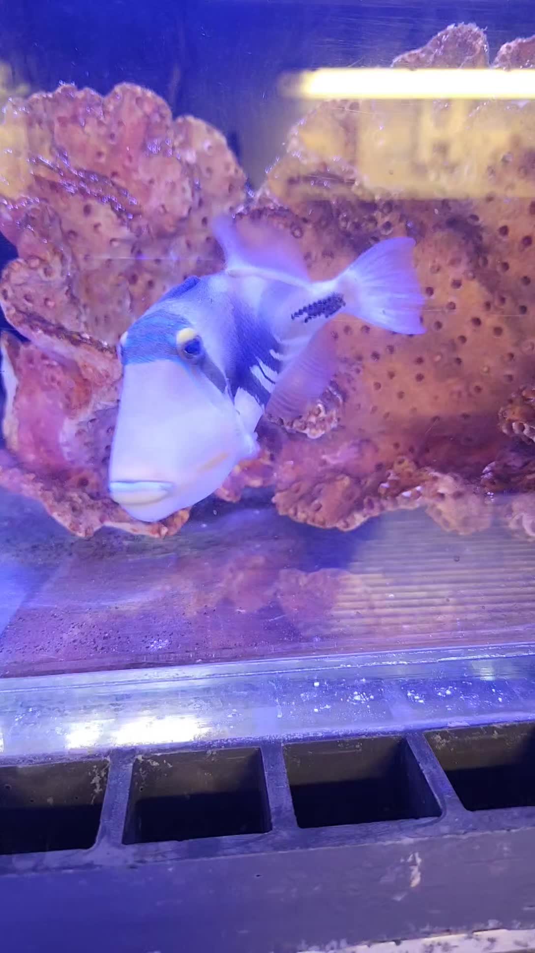 @Cuttle Aquarist
