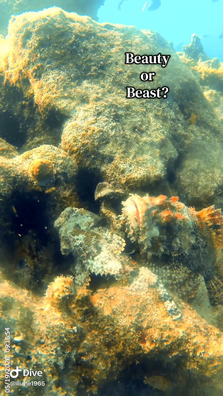 @Divestories Curacao    +Follow