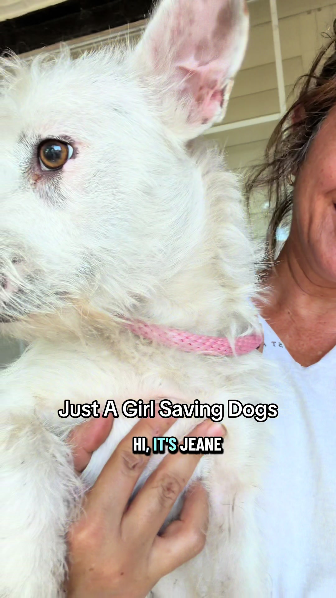 @Just A Girl Saving Dogs