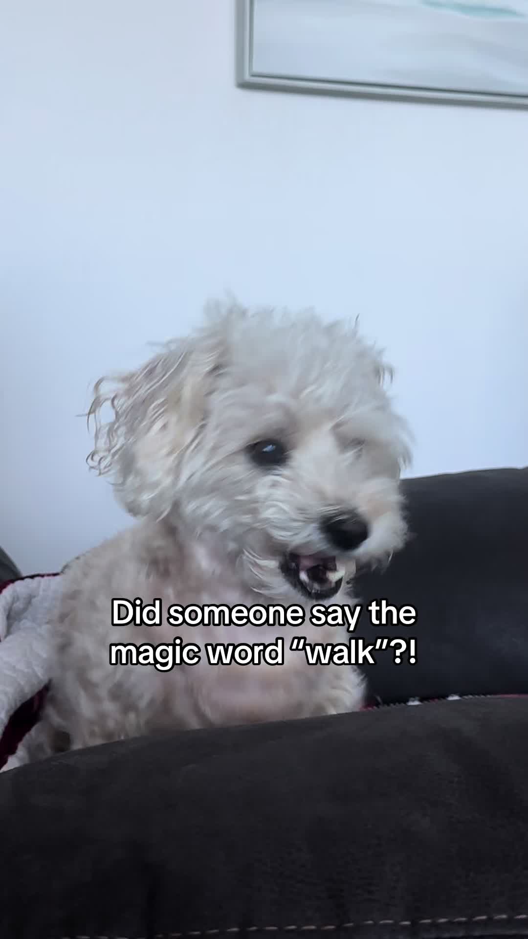 @He Was A PoodleBoi