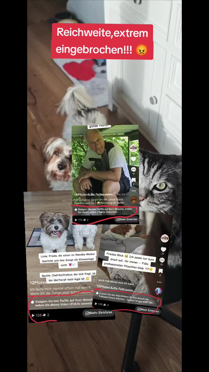 @12Pfoten&die Fellnasenmanager