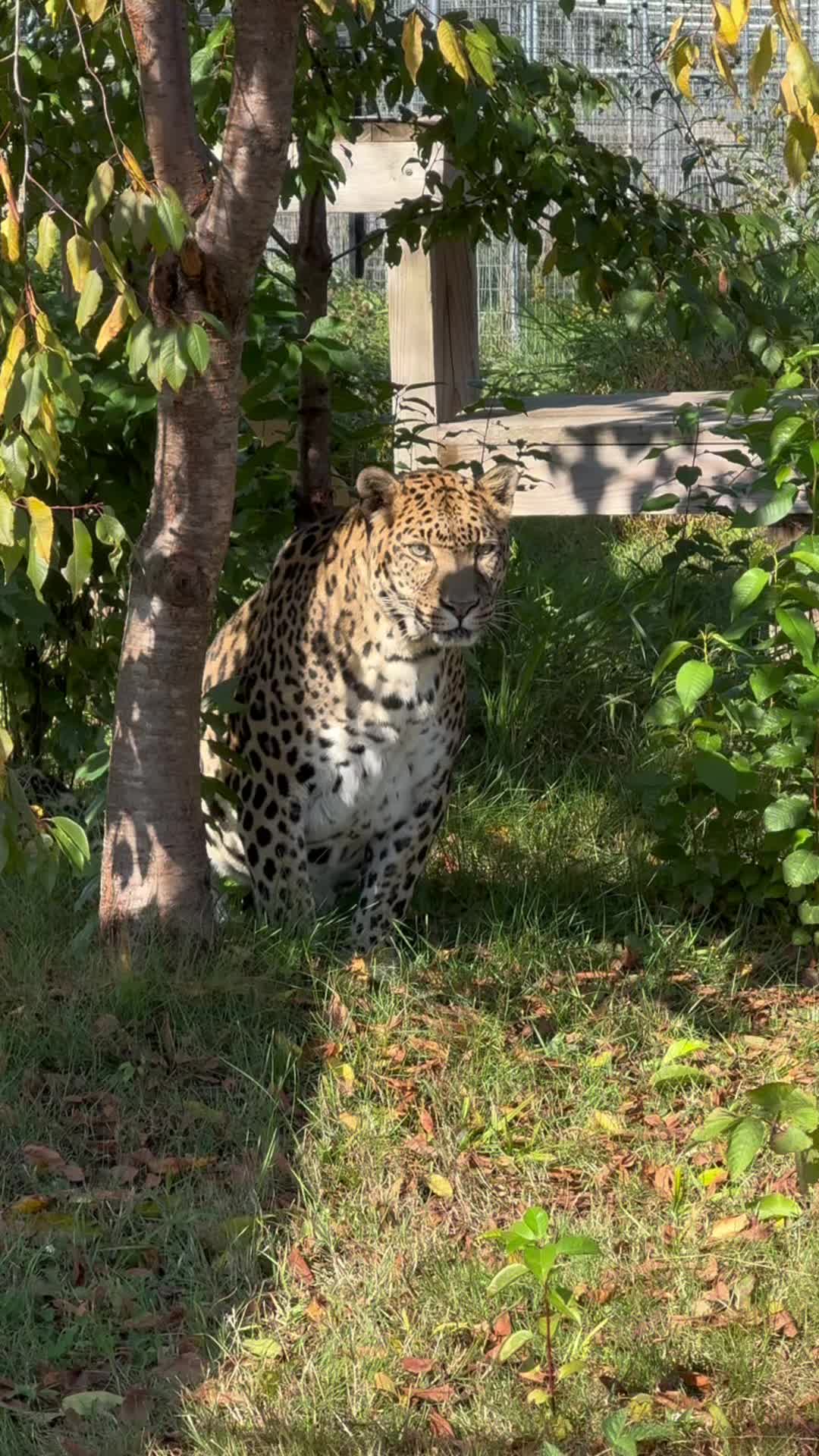 @The Wildcat Sanctuary