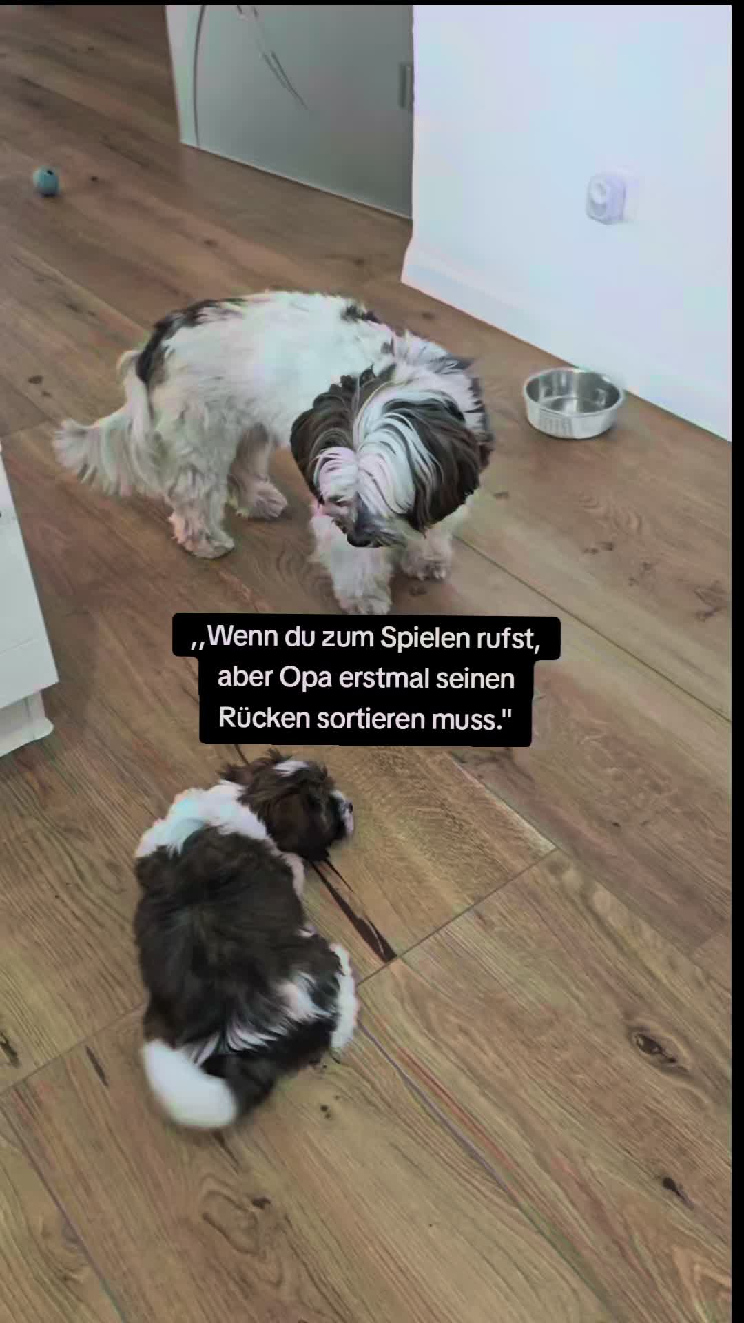 @12Pfoten&die Fellnasenmanager