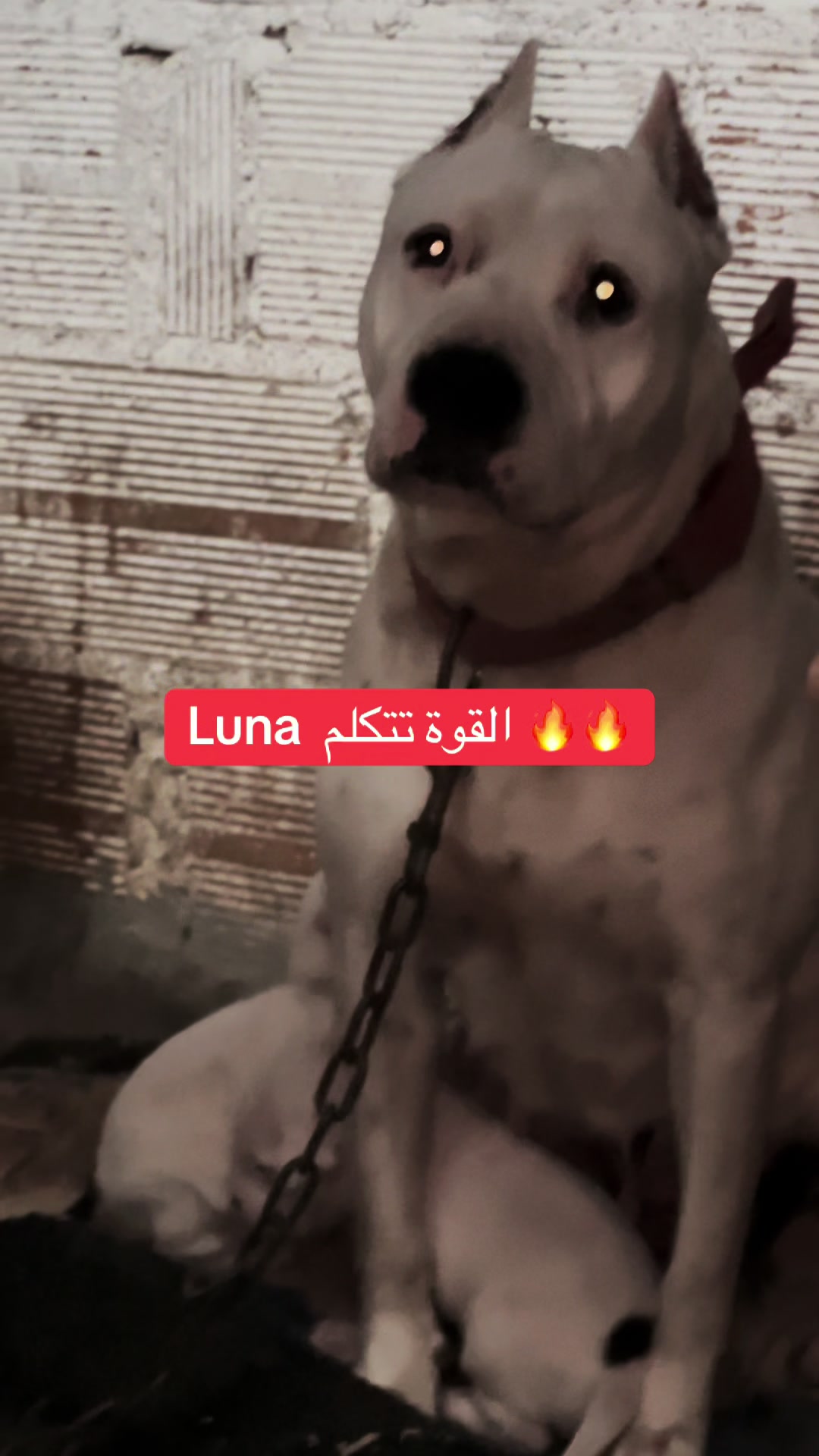 @مزرعة كلاب الدوڨو&البيتبول🔥
