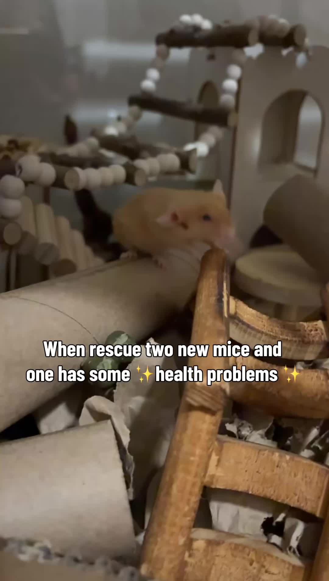 @thatweirdanimalgirl