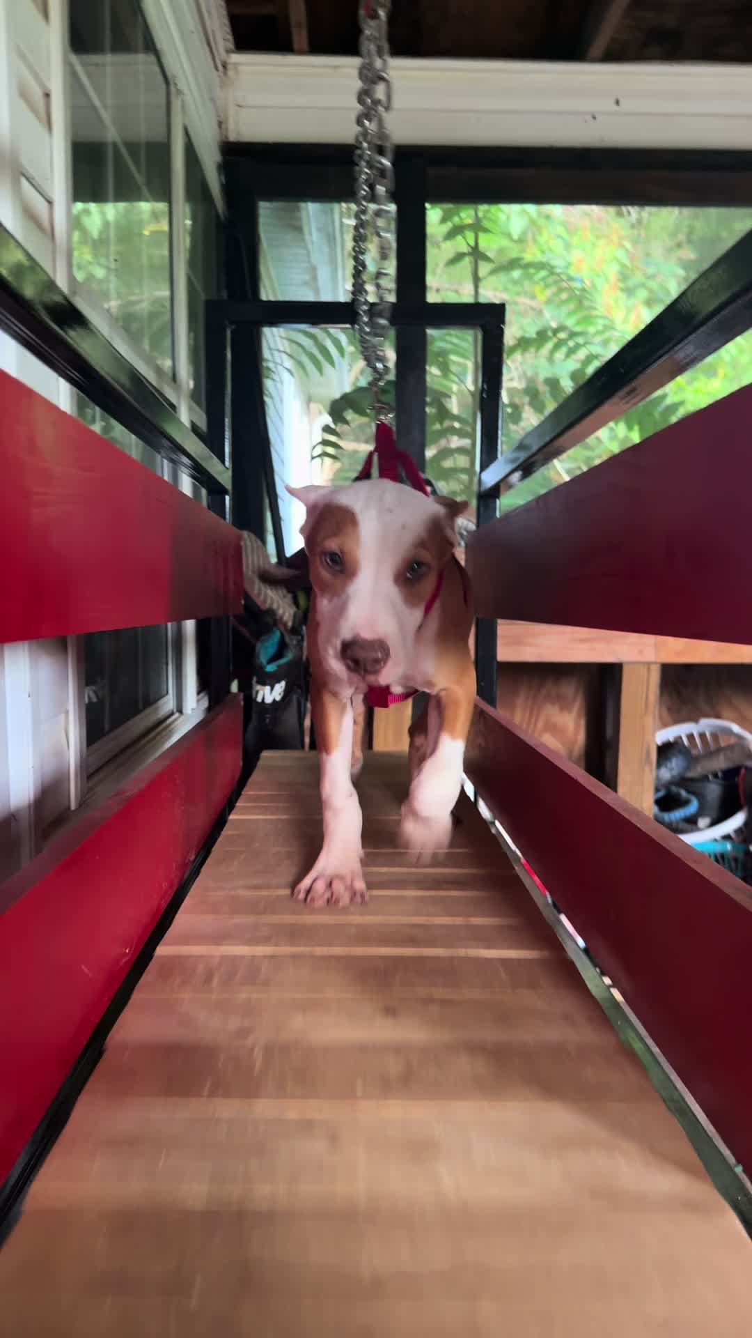 @WorldGoneMadKennels