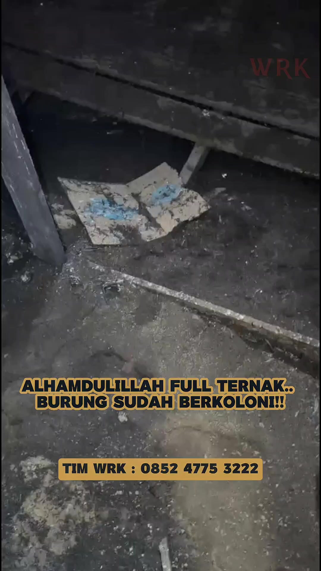 @Walet Rimba Kalimantan
