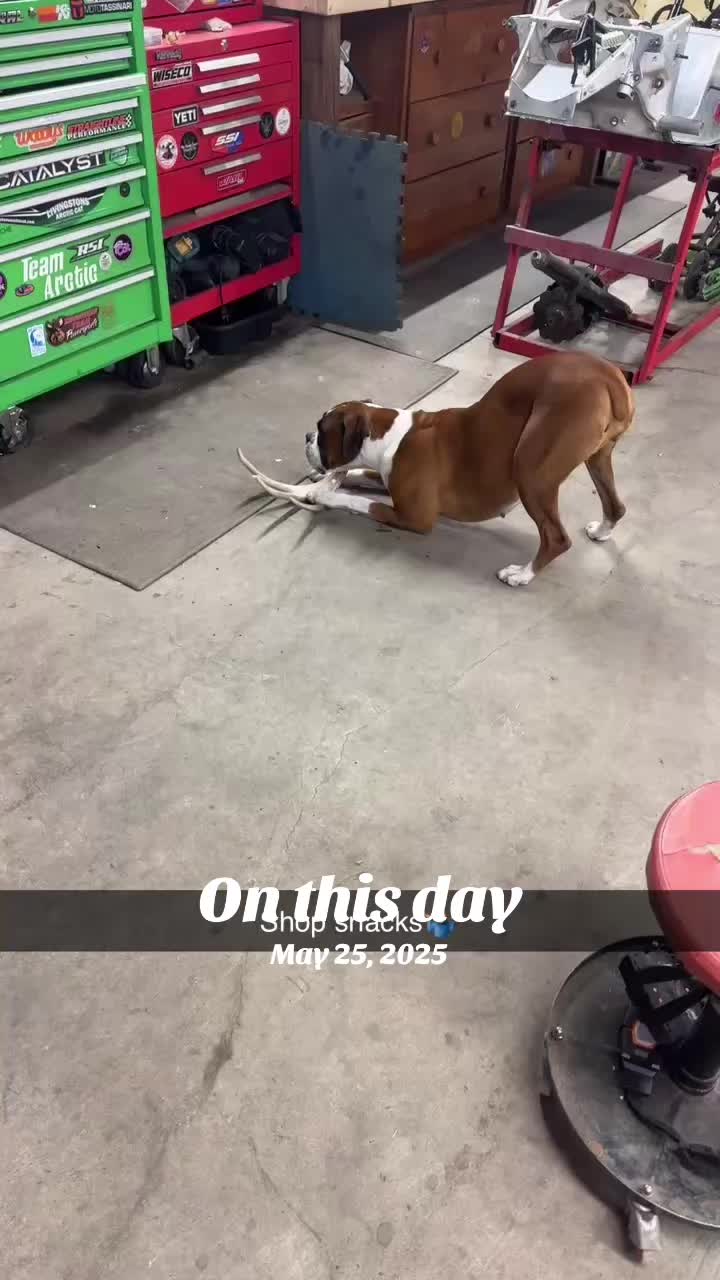 @Arcticcatmatt