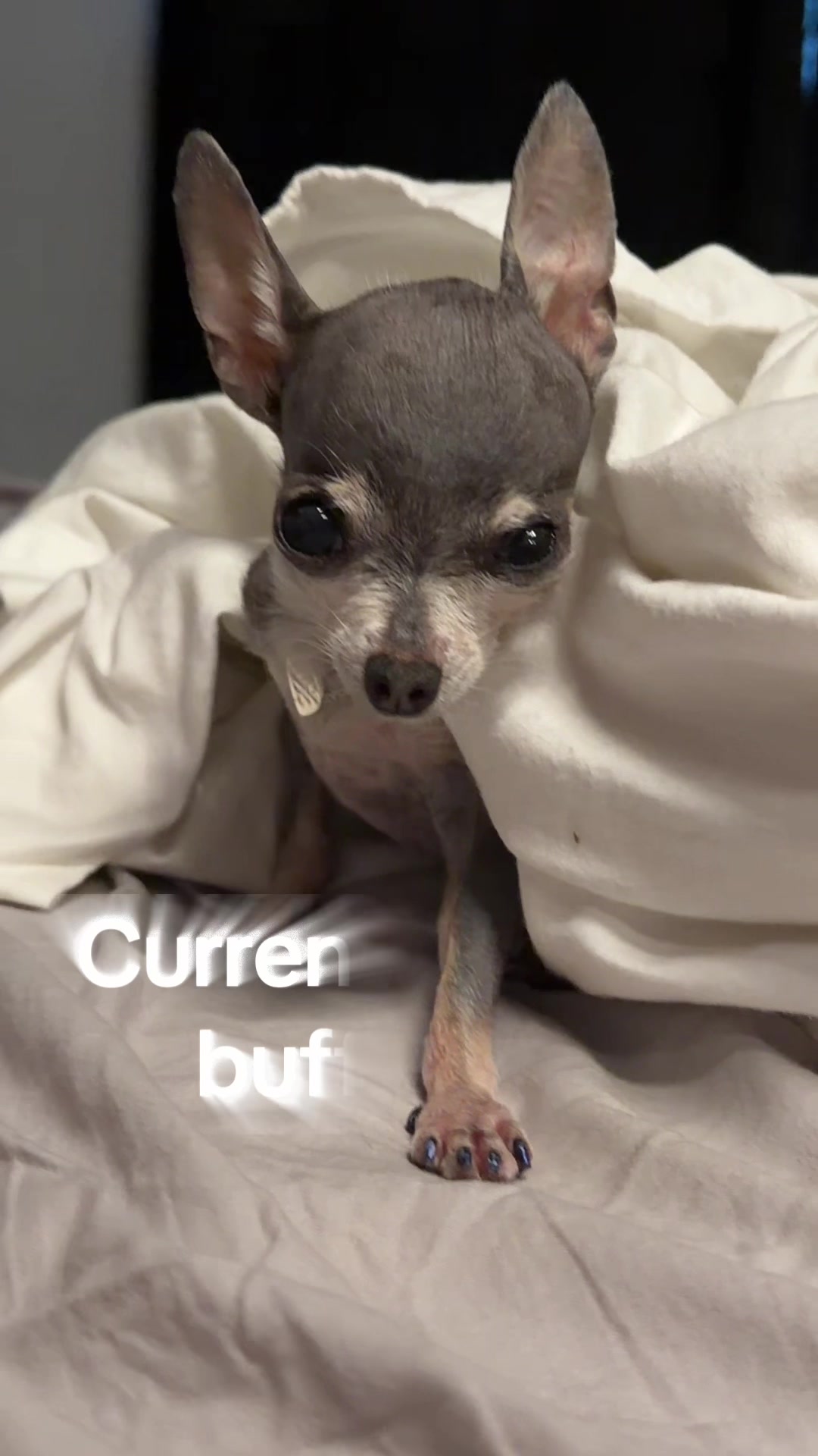 @Tinytiffytheteacupchihuahua