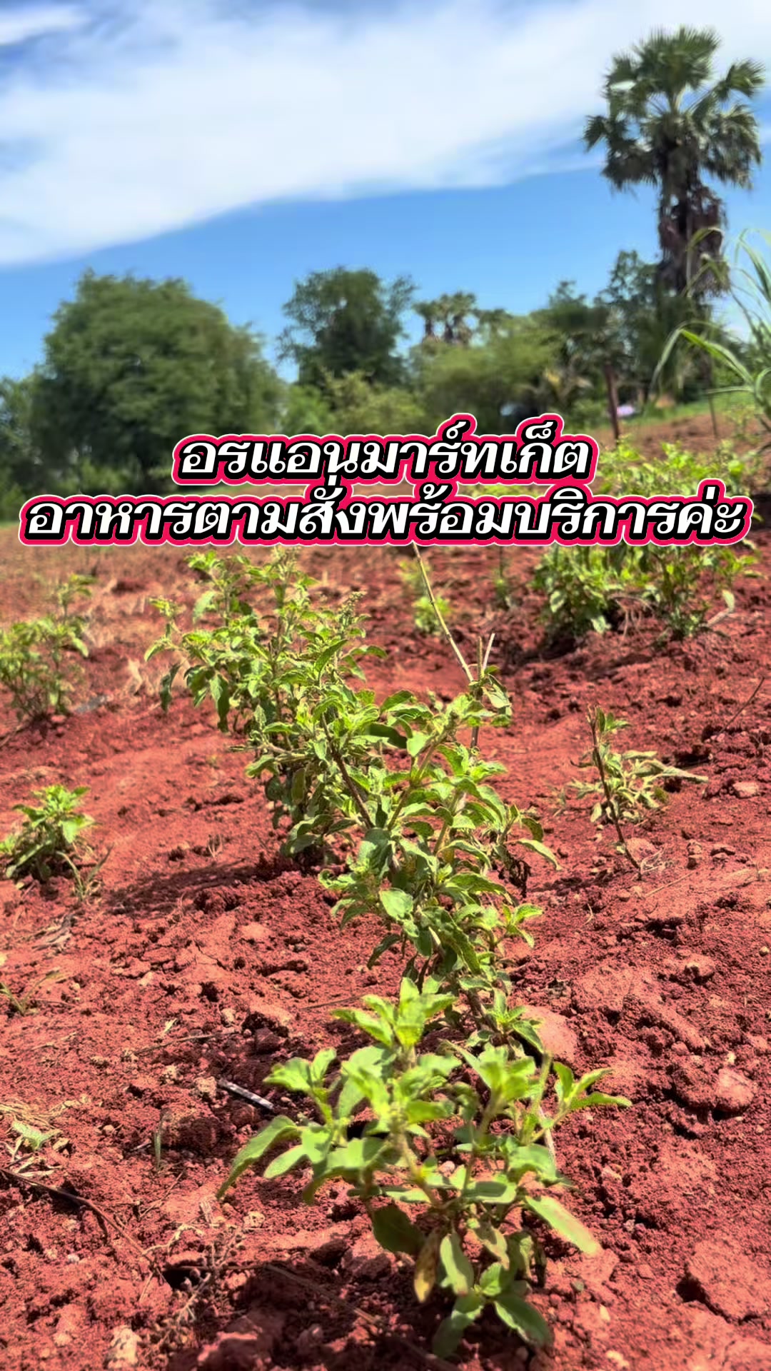 @แอนอรมาร์ทเก็ต
