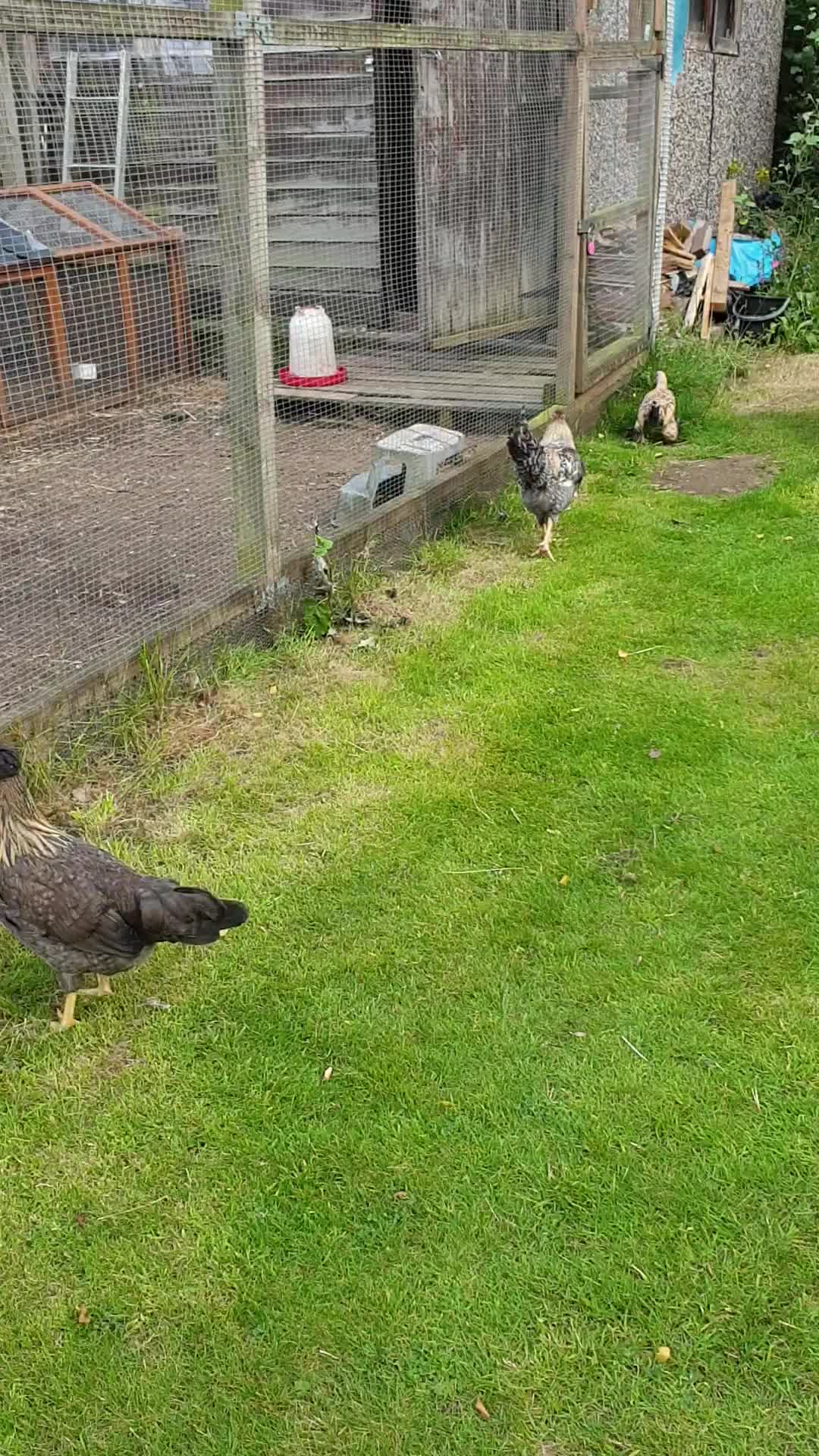 @Little Laying Chickens Shop