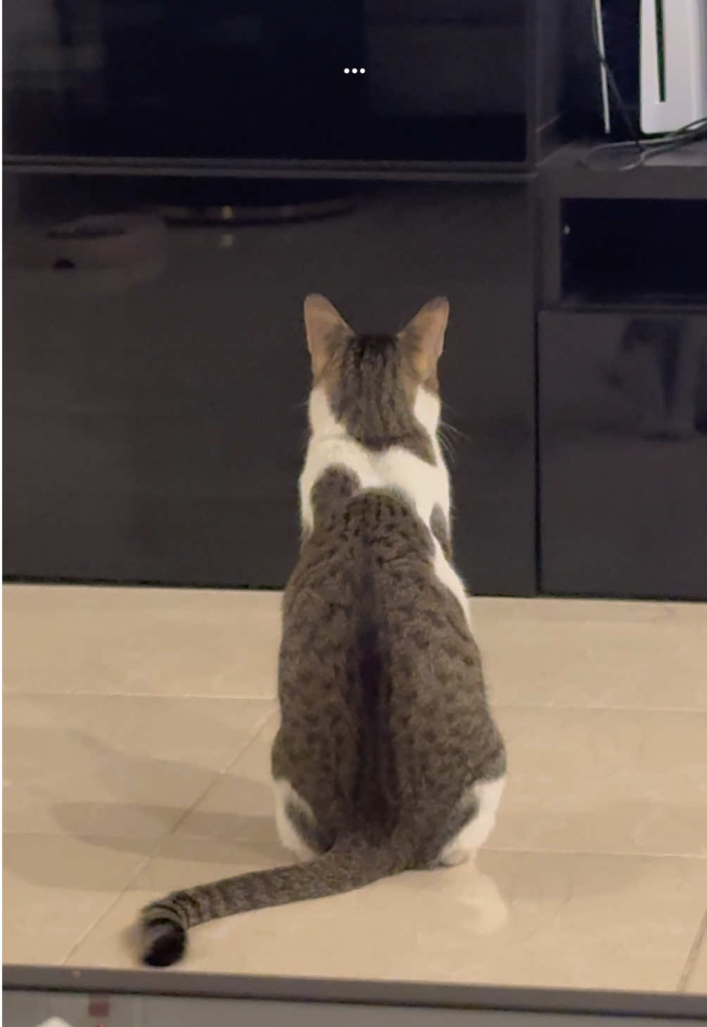 @Mahbooba The Cat