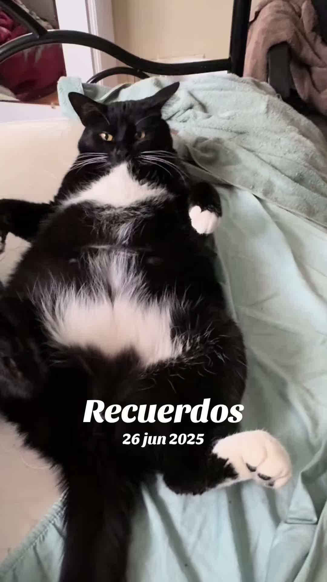 @Norberto Norberto Henríquez