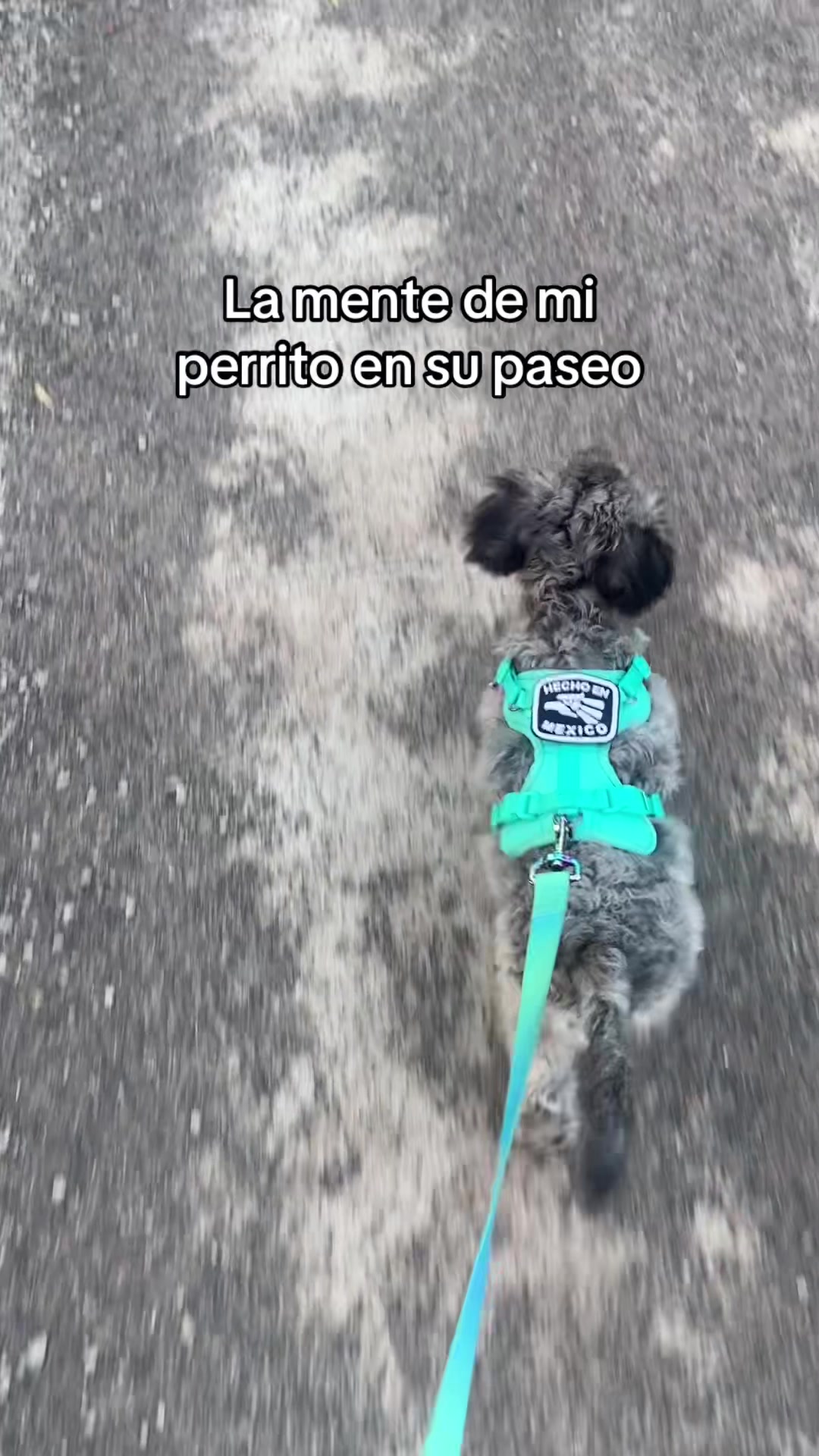 @Paloma Zambrano