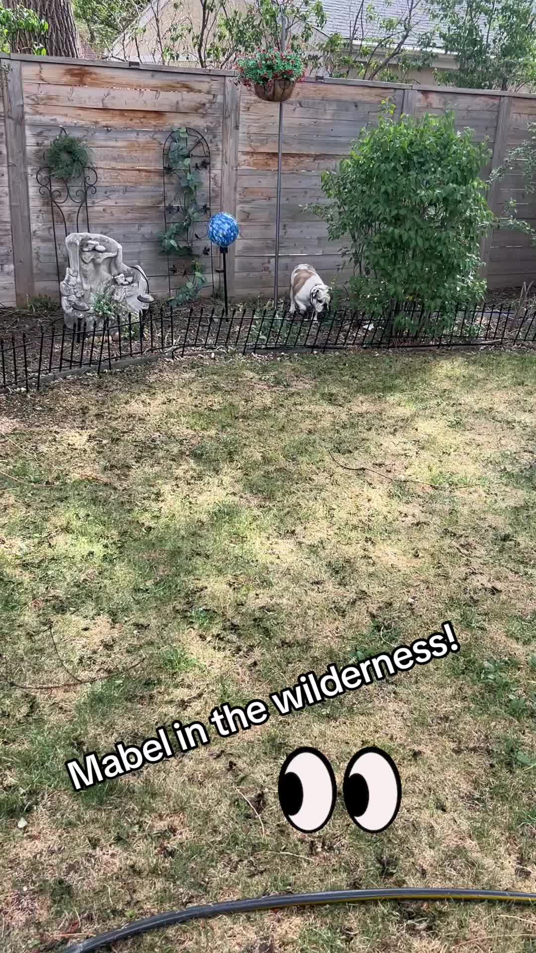 @MabeltheBulldog