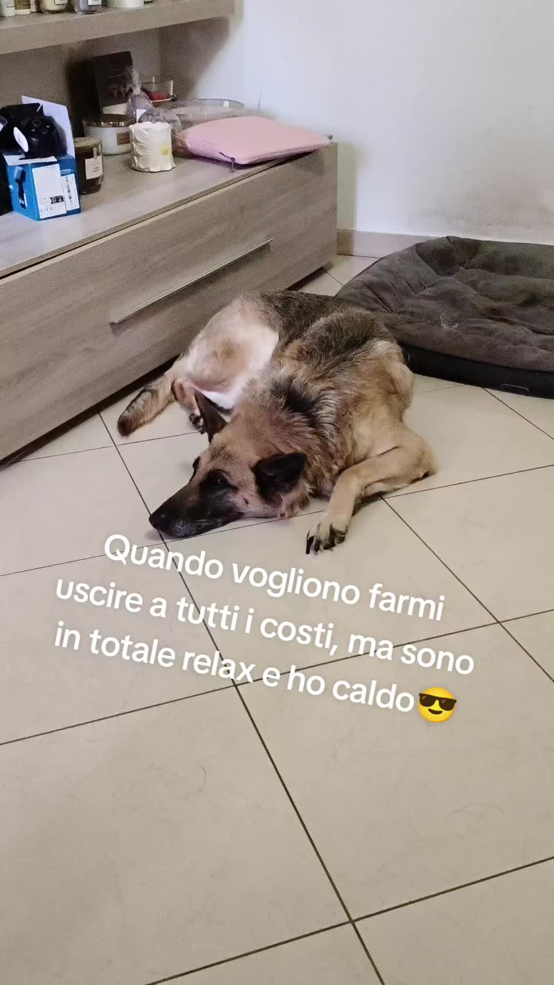 @Enzo Evangelista