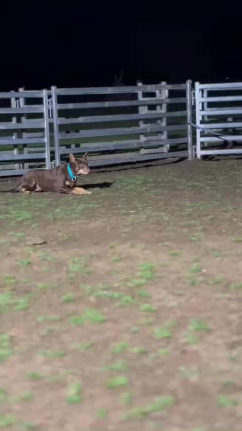 @SouthernDreamin Kelpie stud
