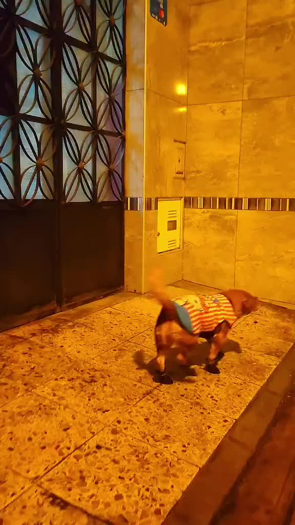 @El diario de Lia🐶🐾