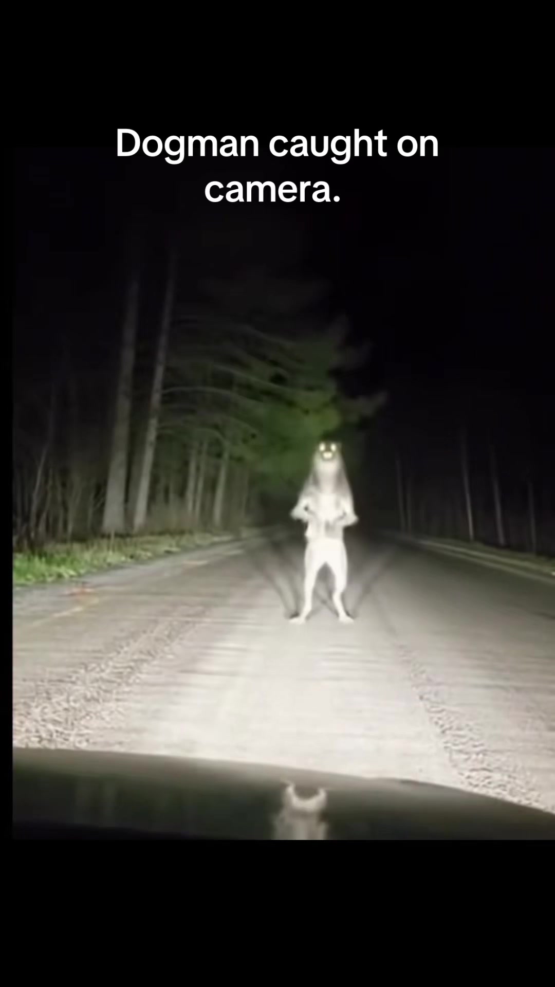 @Cryptid