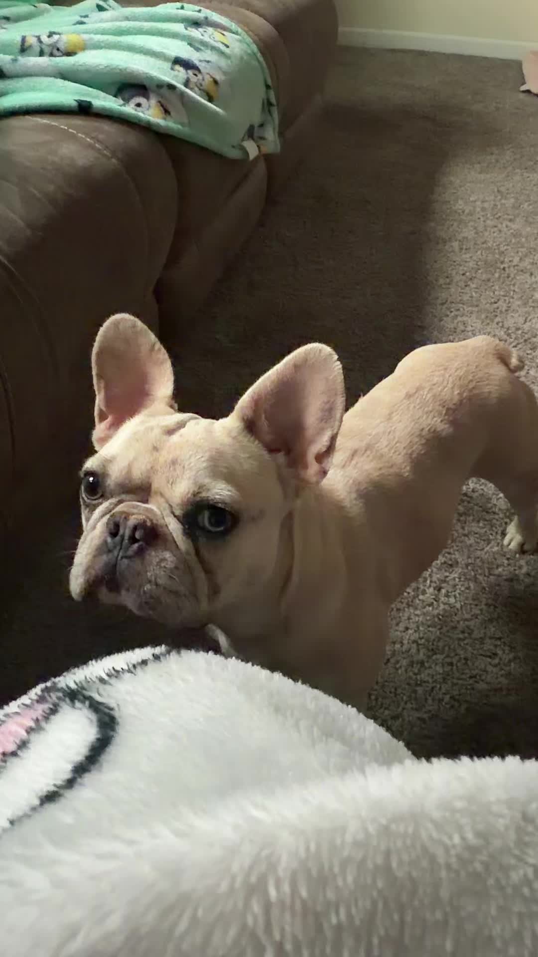 @crystaldobbs714