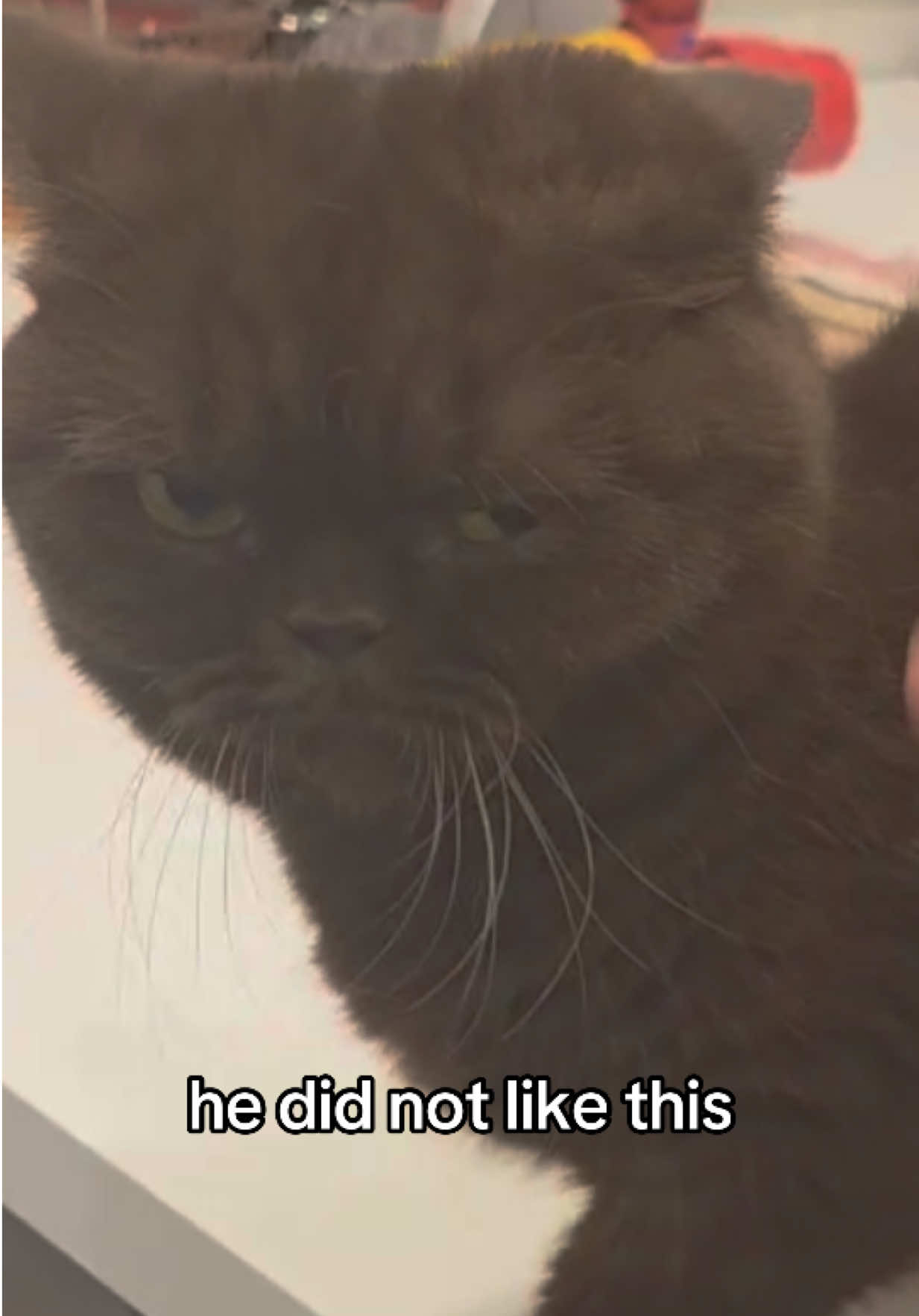 @honey butter chicken biscuit
