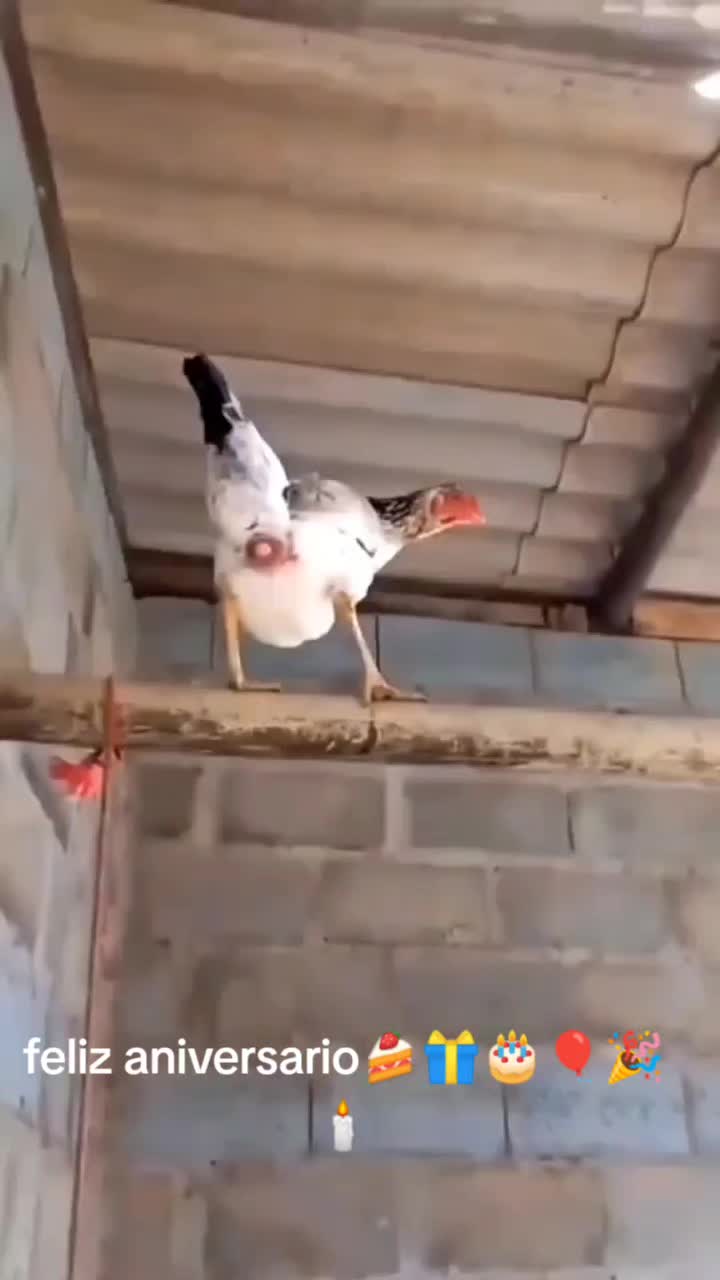 @K҈̘̩͈͕̲̆̓̀a̴̟͎͕͚̒̌͌u̴ê|bs