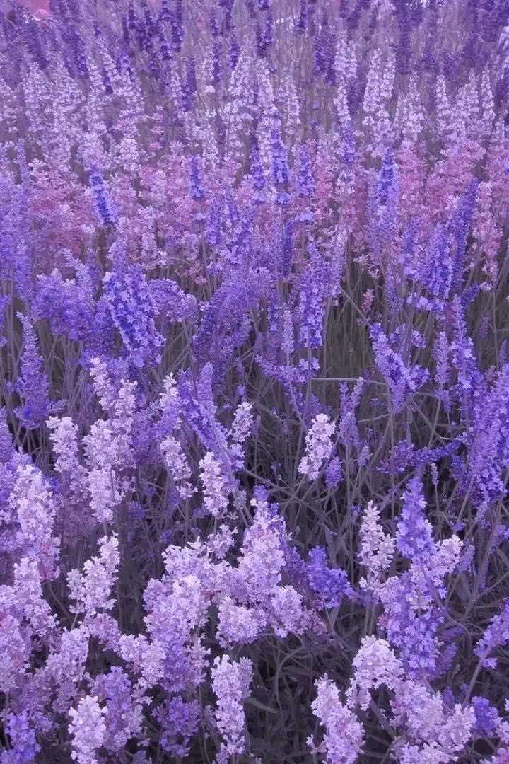 @꧁✰𝓛𝓲𝓷𝓪✰꧂