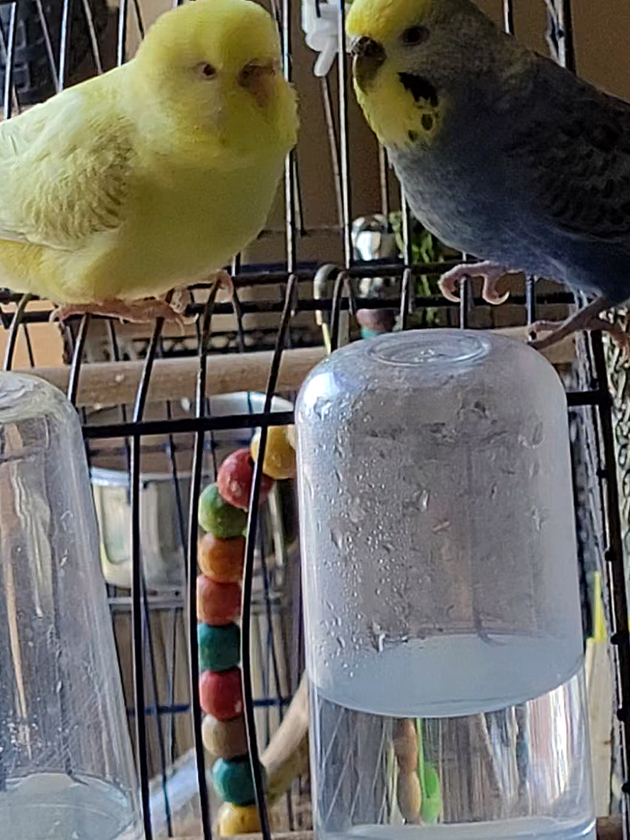 @Taha the Budgie