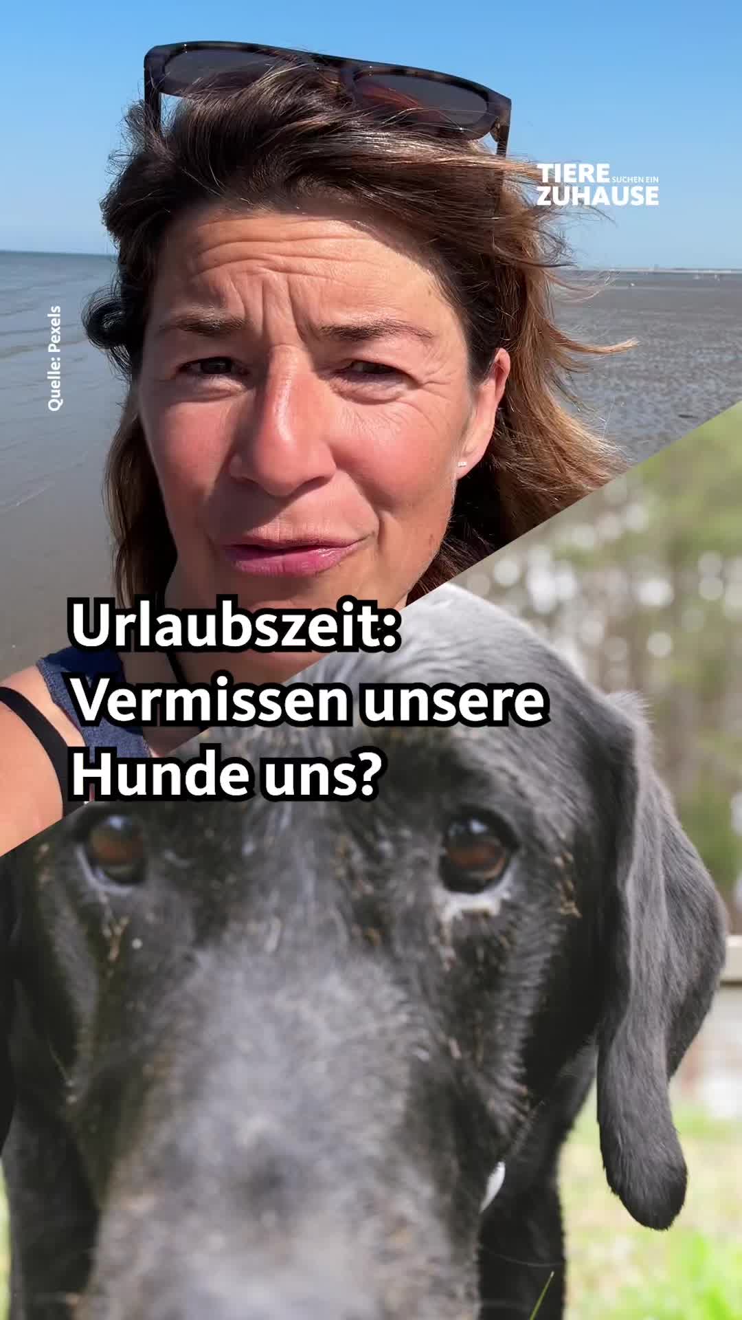 @Tiere suchen ein Zuhause