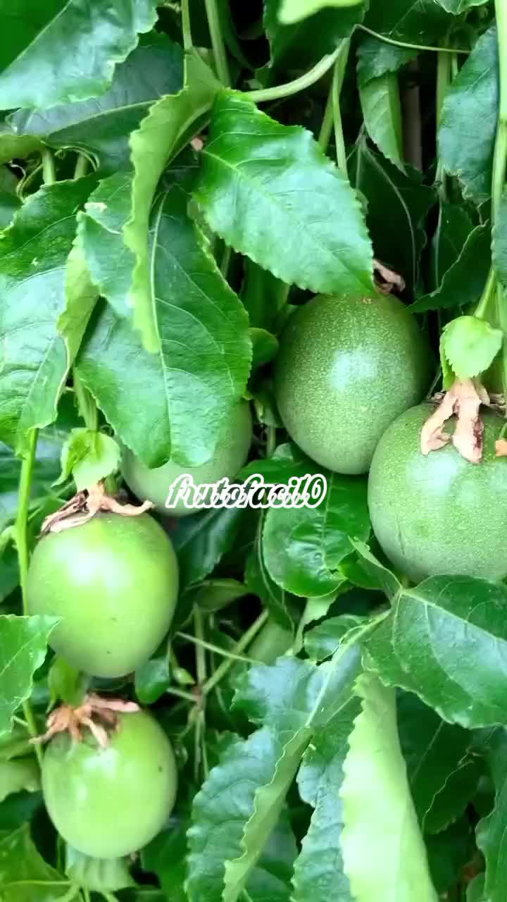 @Grow Garden