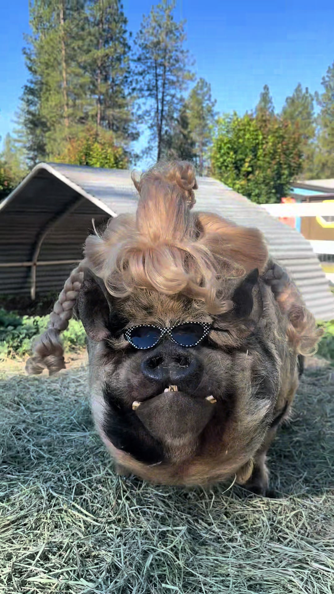 @thewinstonthepig