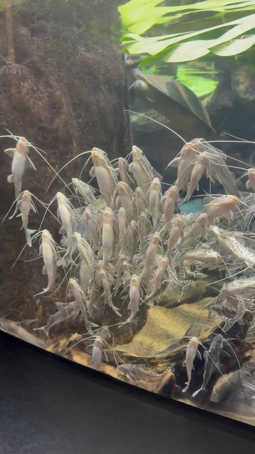 @Cichlid Bros