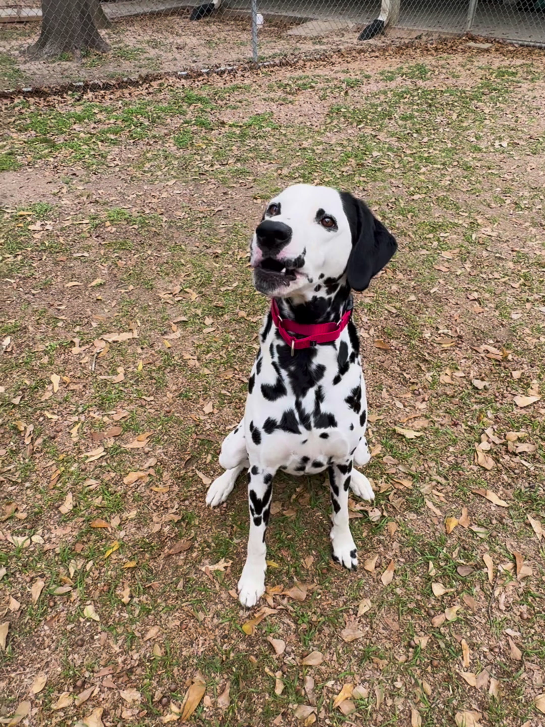 @AbandonedAnimalRescue