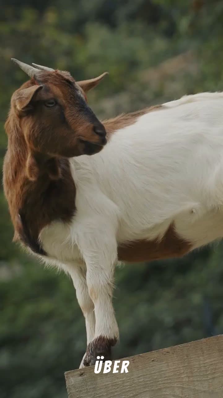 @S&uuml;&szlig;e Tiere