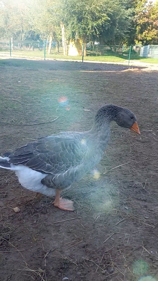 @🦚🆃𝓲𝓮𝓻🅿𝓪𝓻𝓴🆃𝓸𝓴🦚