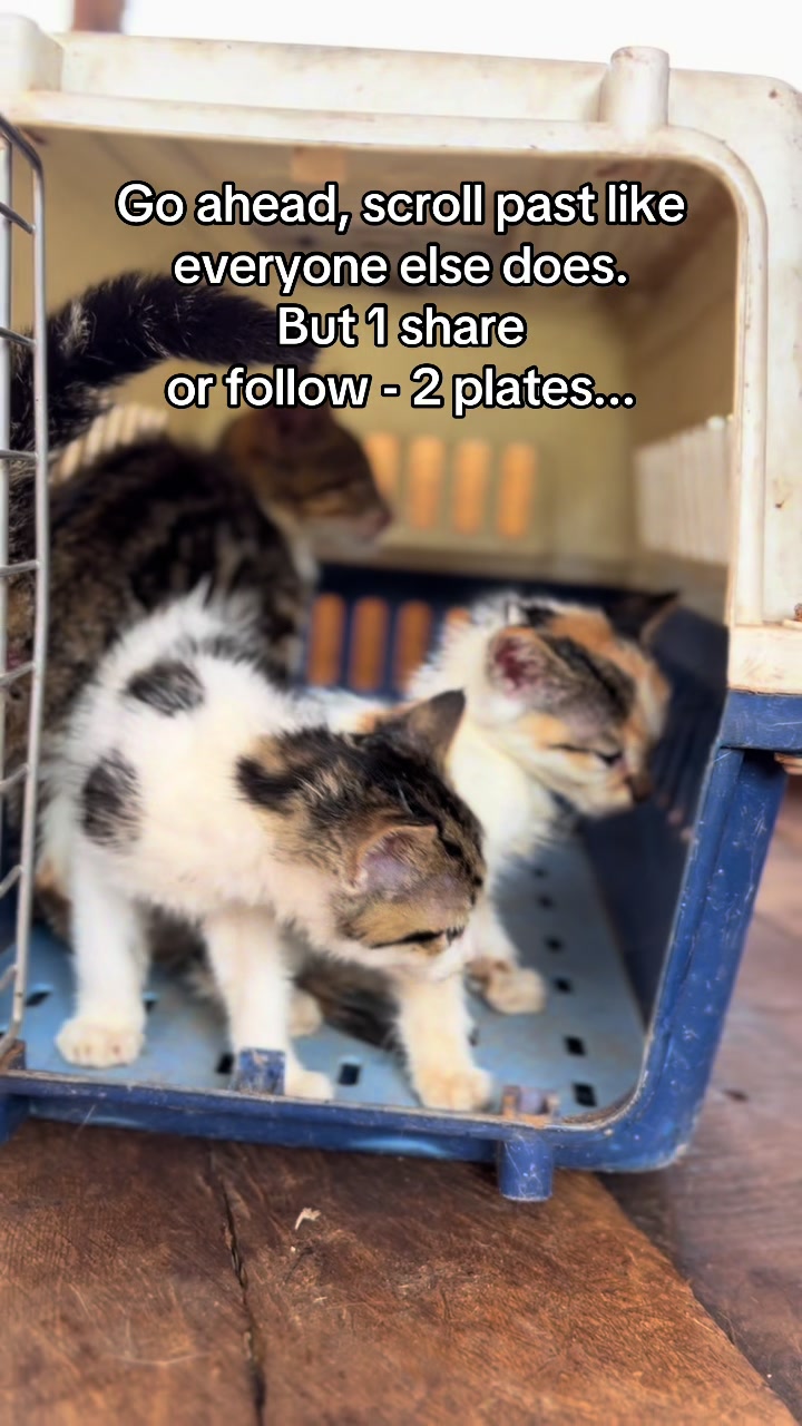 @Dad for all cats and dogs 🐶🐱