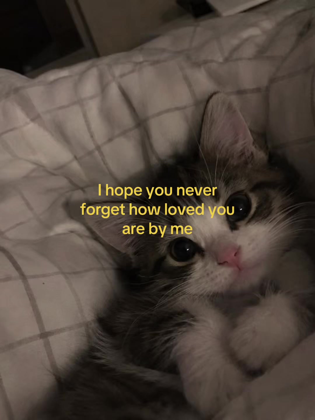 @Alice.cattok