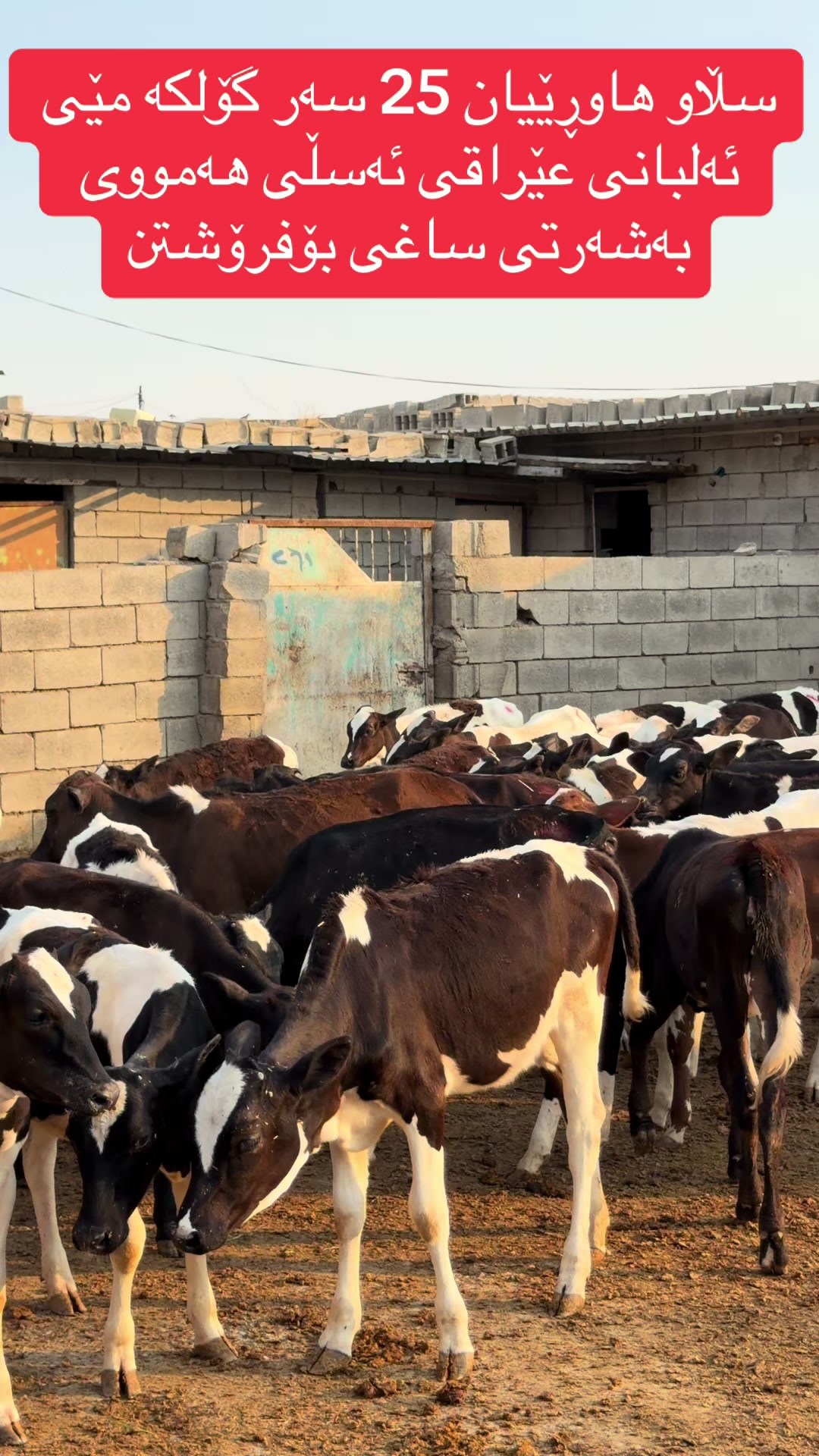 @مەیدانی ئاژەڵانی محمد 🐄🐂