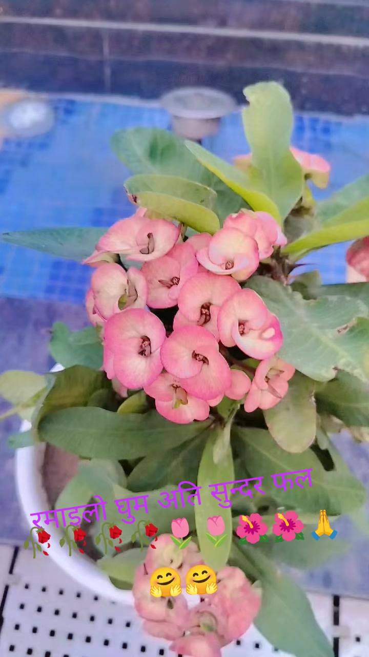 @Laxmi Dhakal💫