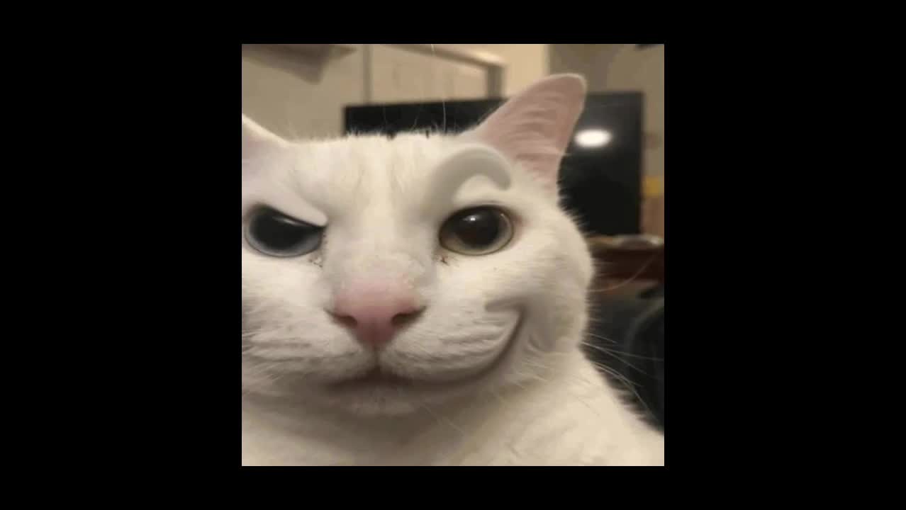 @talking with uncanny cat