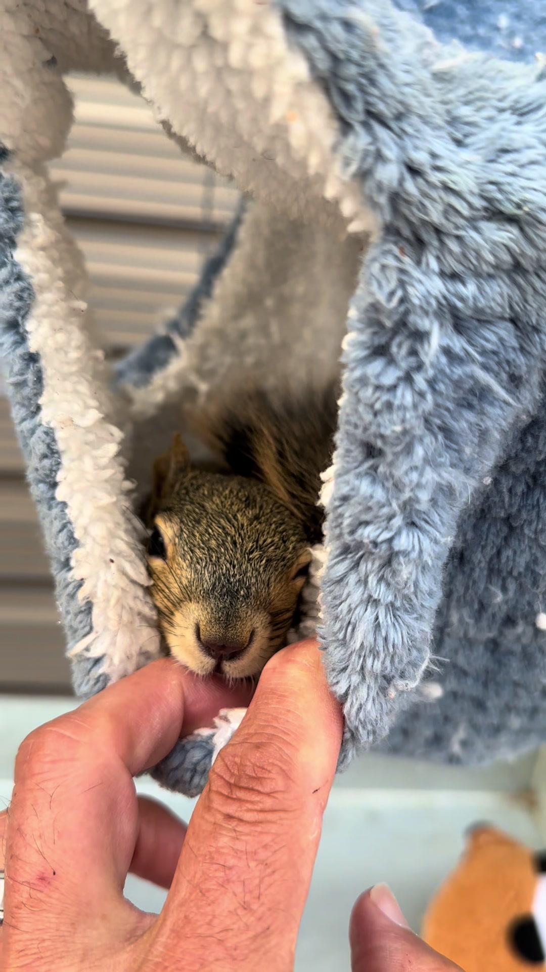 @Squirrel Guy