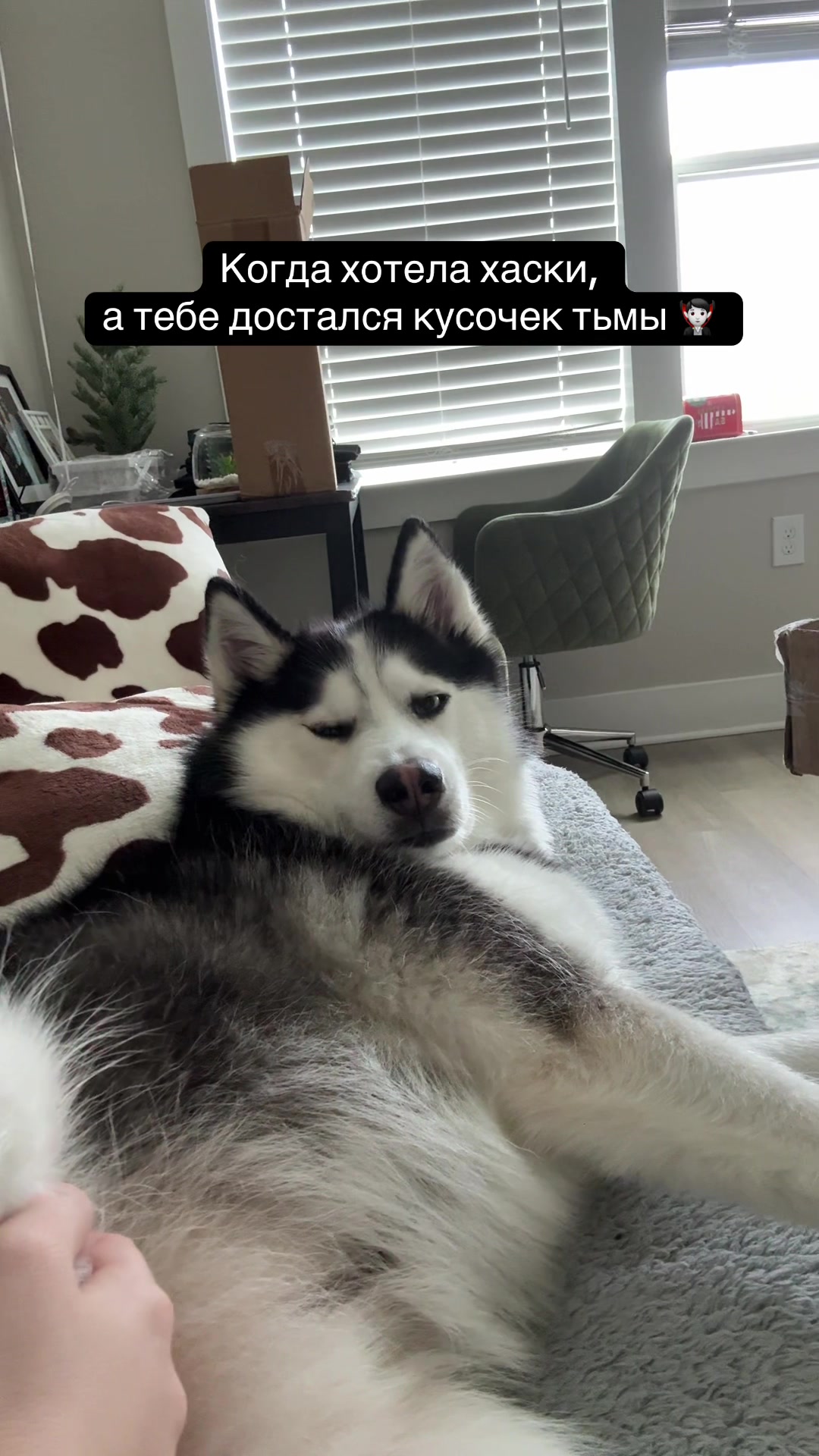 @Husky_mom